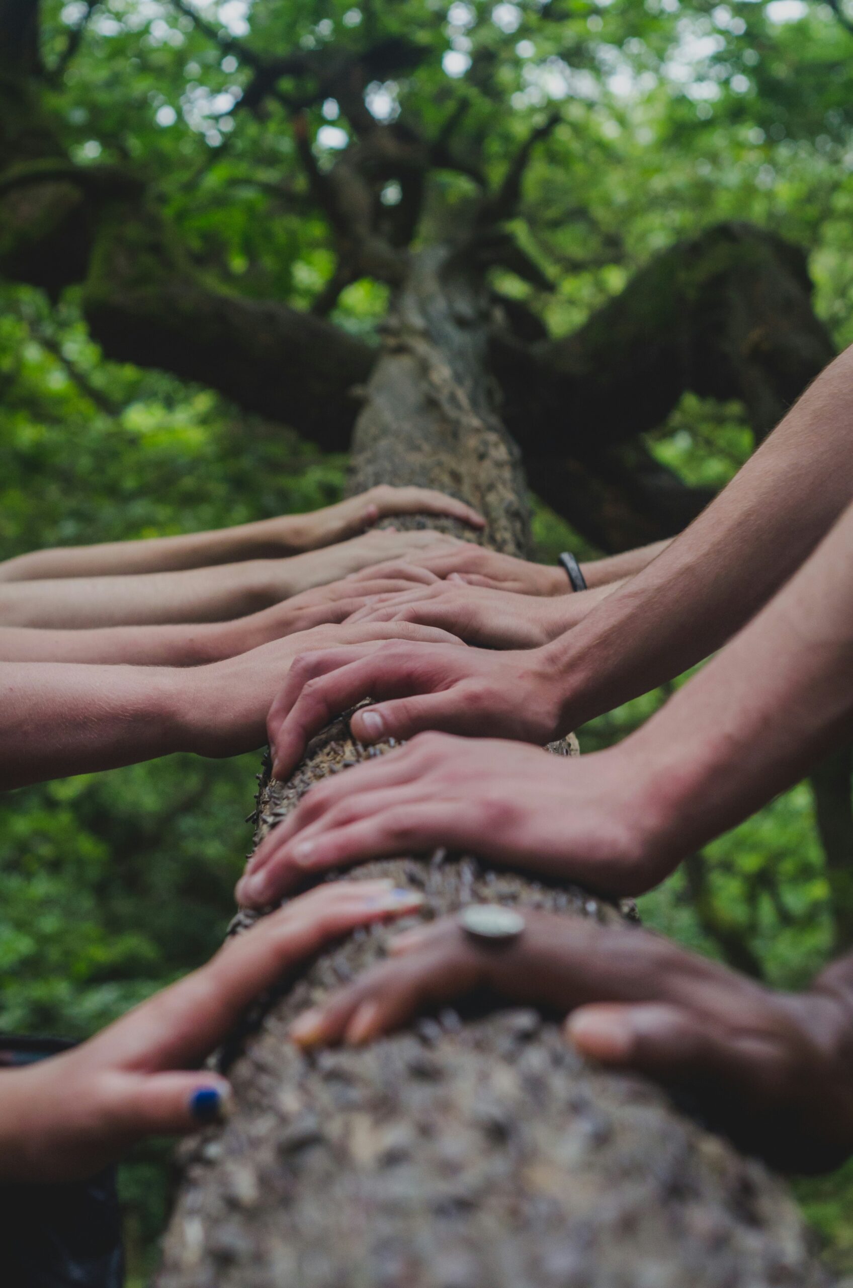 Many people with all different skin tones place their hands on the same tree trunk