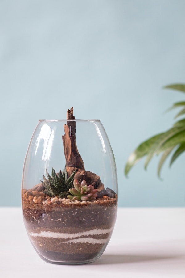 Terrarium Kit, Small Succulent Terrarium Kit, DIY Glass Terrarium, Terrarium  Gift, DIY Plant Kit 
