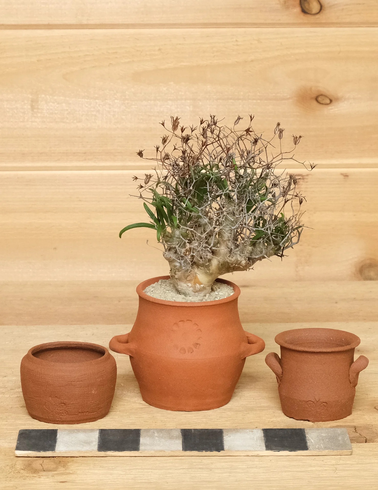 Three clay pots on a wooden surface, with the middle pot containing a small, dried plant. A color calibration strip is placed in front.