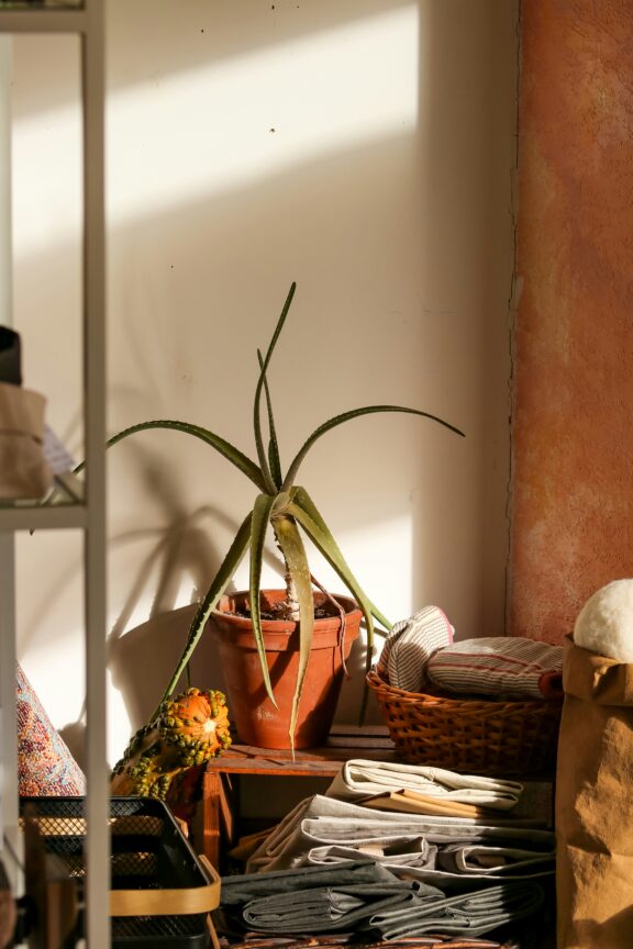 A potted aloe vera plant sits on a shelf surrounded by folded textiles in a sunlit room corner.