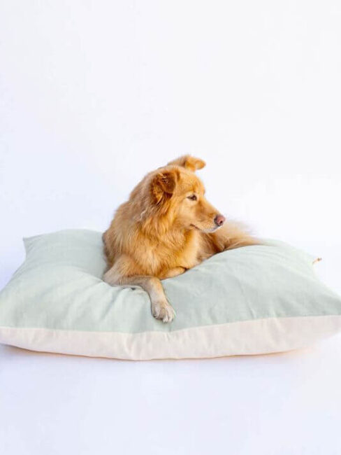 9 Sustainable Dog Beds With Non-Toxic Materials (2024) - The Good Trade