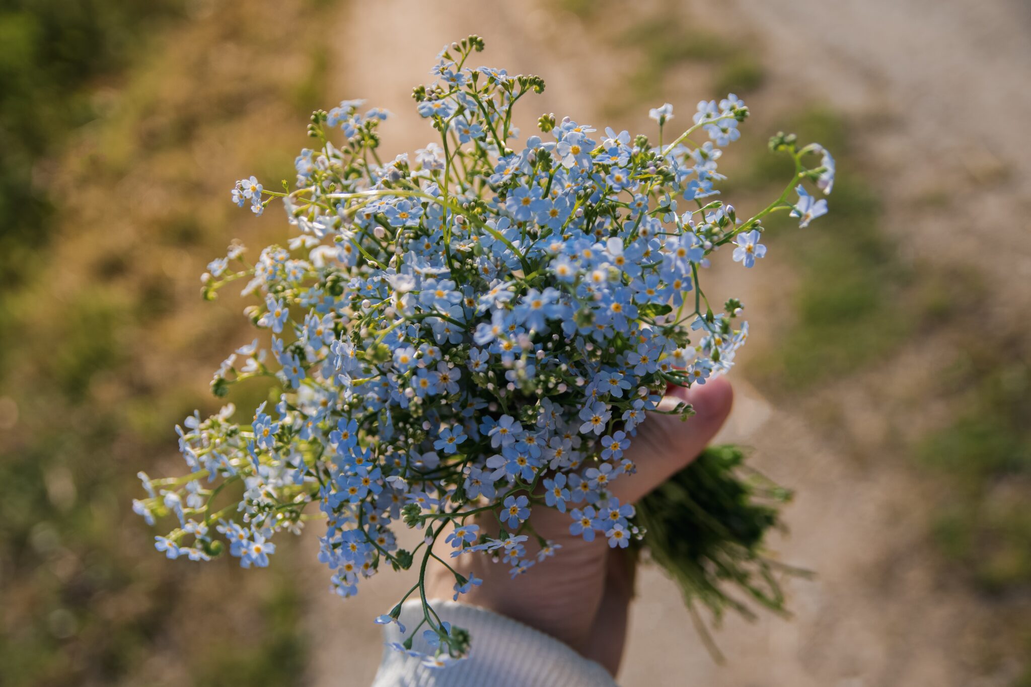 Reader Essay: Forget Me Nots - The Good Trade