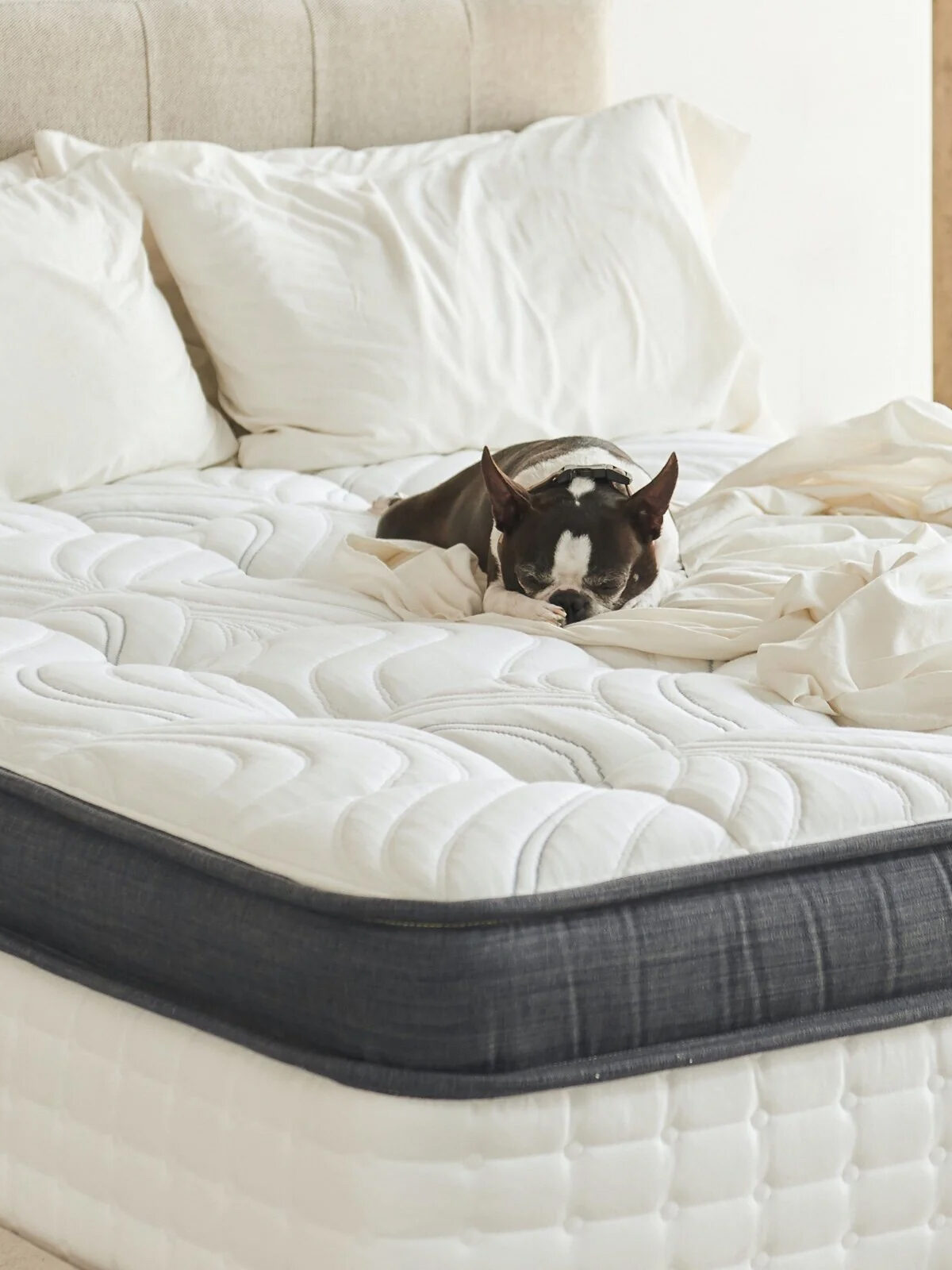 A small black and white dog is sleeping on an unmade bed with white sheets and pillows.