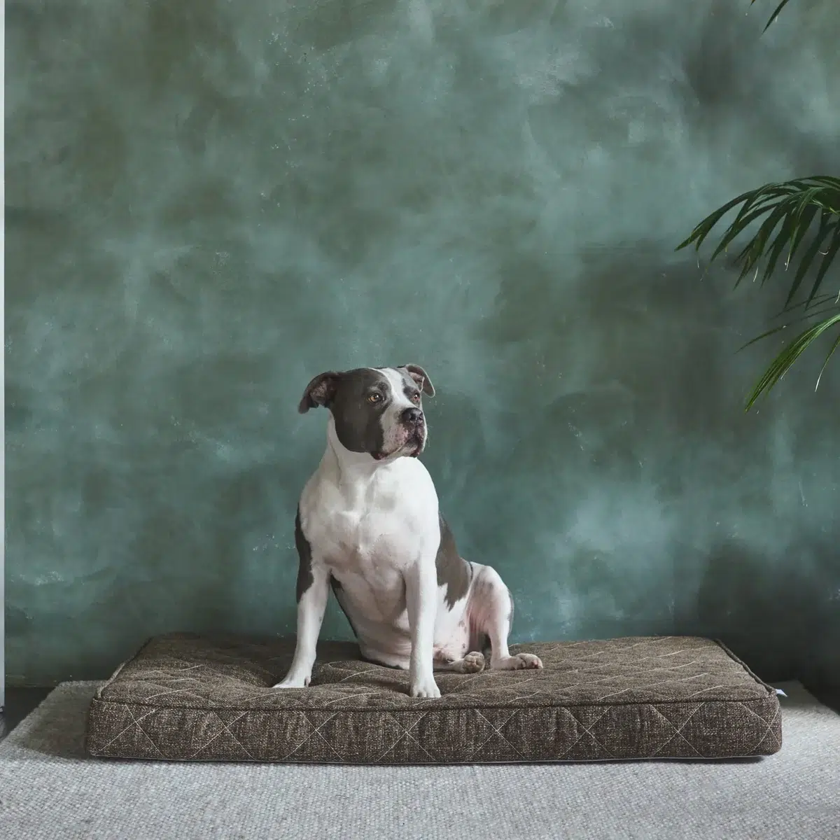 A black and white dog sits on a brown cushion in front of a green textured wall with a plant on the right side.