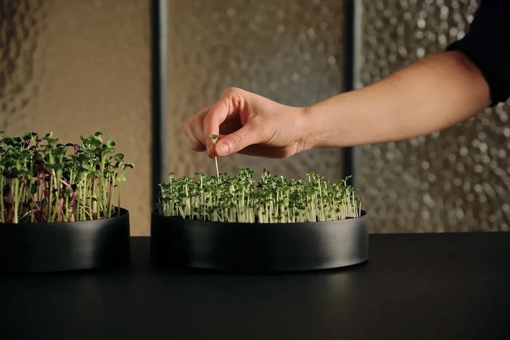 A close up of a hand picking out a microgreen from a Mother vertical indoor garden. 