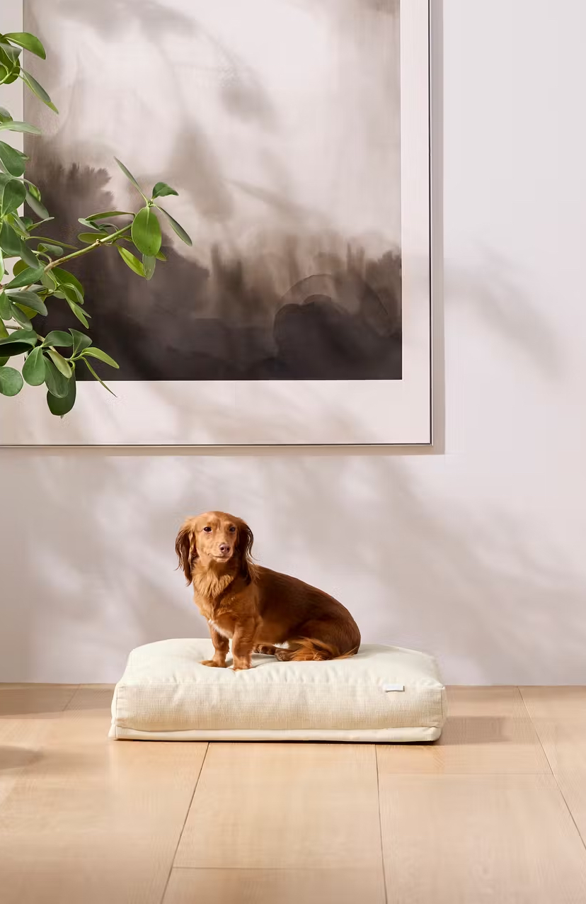 A small brown dog sits on a cream-colored cushion on a wooden floor, with a large framed abstract painting and a leafy plant in the background.