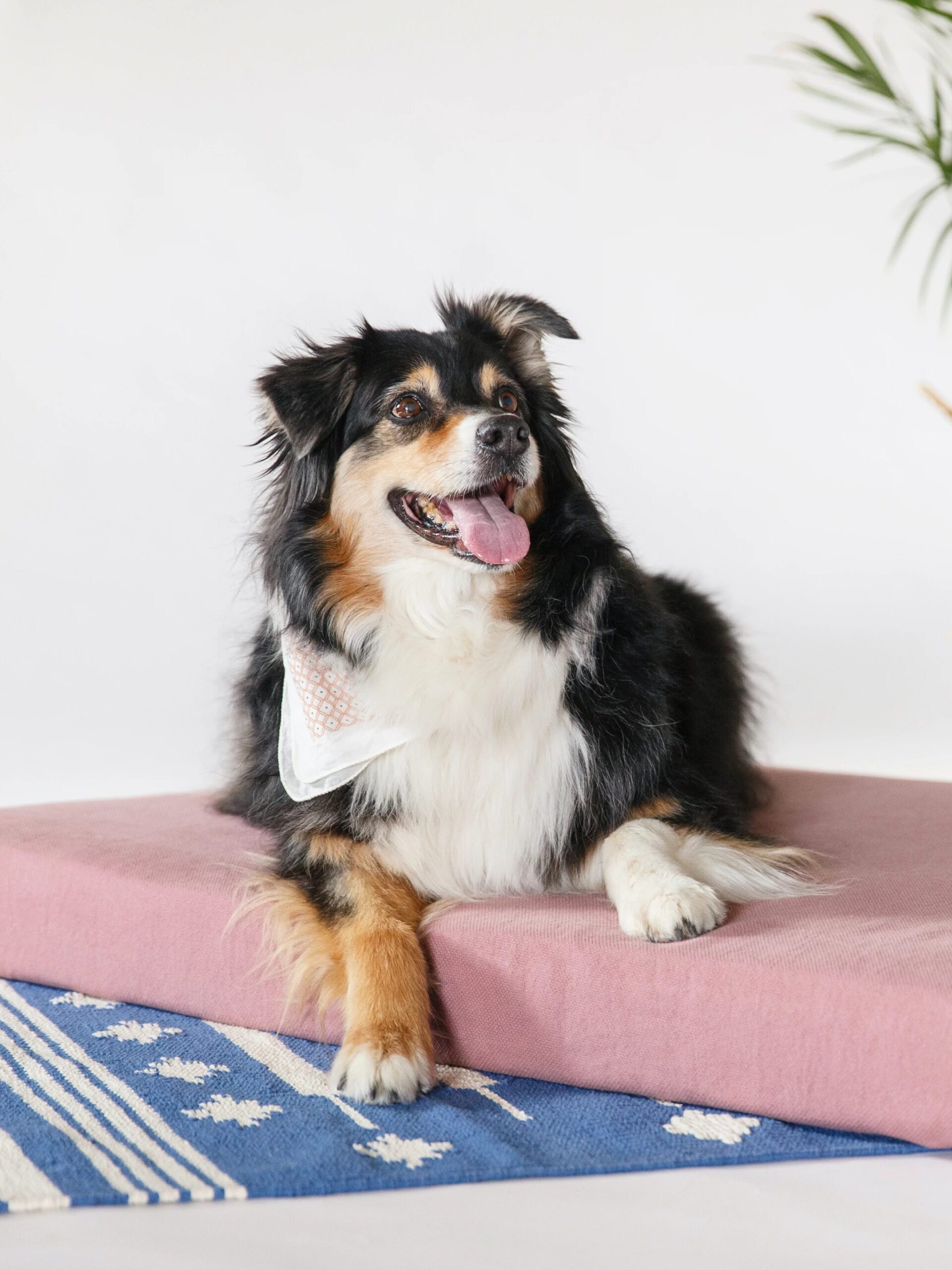 A black and white dog with a bandana around its neck sits on a pink cushion next to a plant in a woven basket on a blue and white patterned rug.