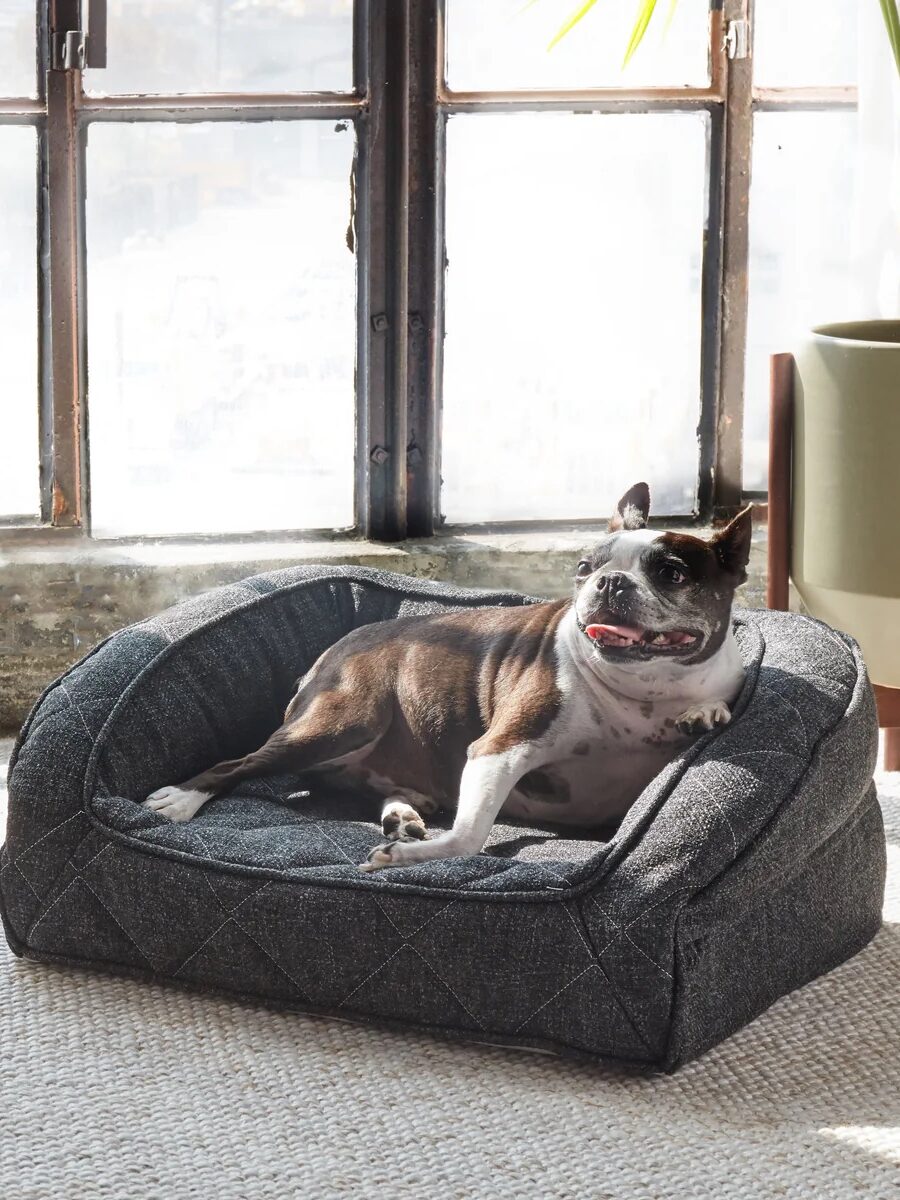 A dog relaxes on a gray pet bed in a room with large windows and a potted plant.