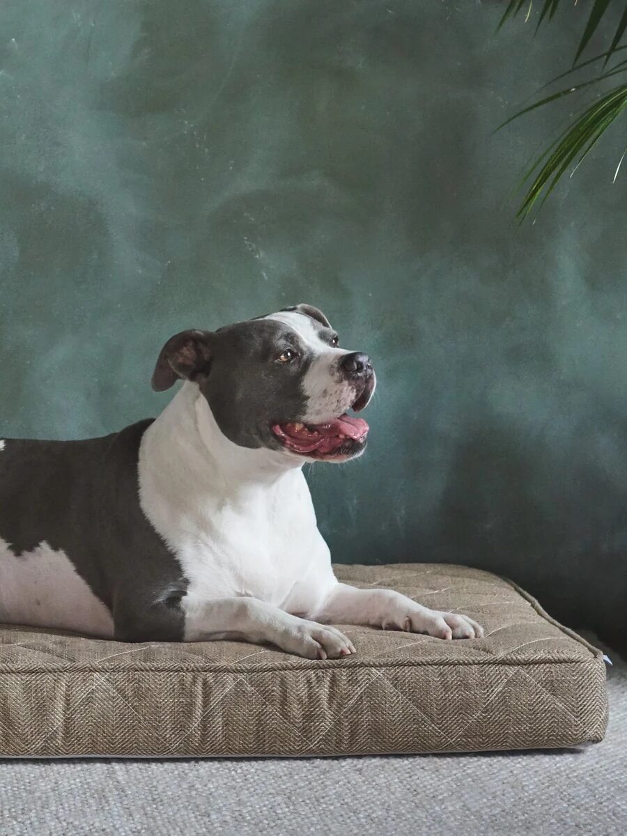 A black and white dog is lying on a brown dog bed, looking up with its mouth open. The background features a green textured wall and a partial view of a plant.