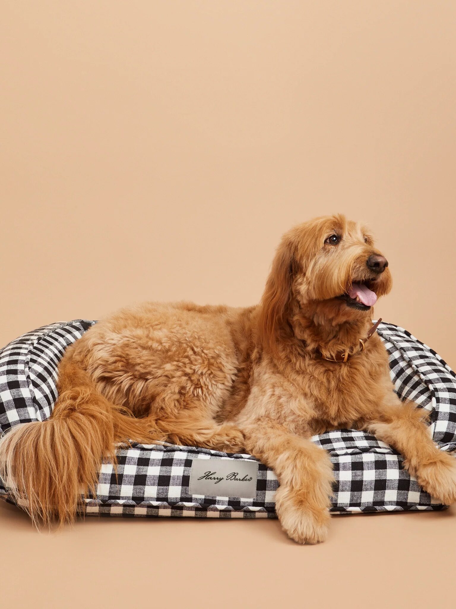 A fluffy dog with caramel-colored fur lies on a black and white checkered dog bed against a beige background.