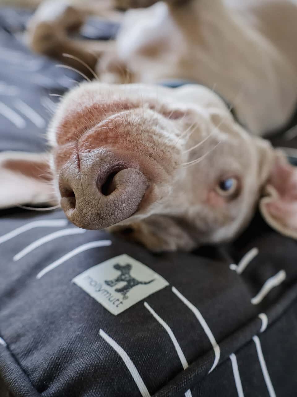 Close-up of a dog's nose as it lies on its back on a patterned cushion, with a visible brand logo "TOMMY LIFE".