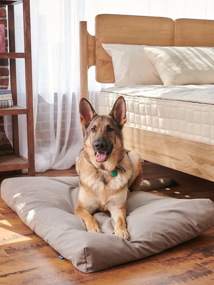 A German Shepherd dog lying on a cushion on the floor next to a wooden bed in a cozy, sunlit bedroom.