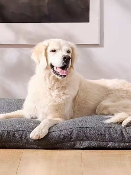 A Golden Retriever lies comfortably on a gray dog bed in a modern living room.