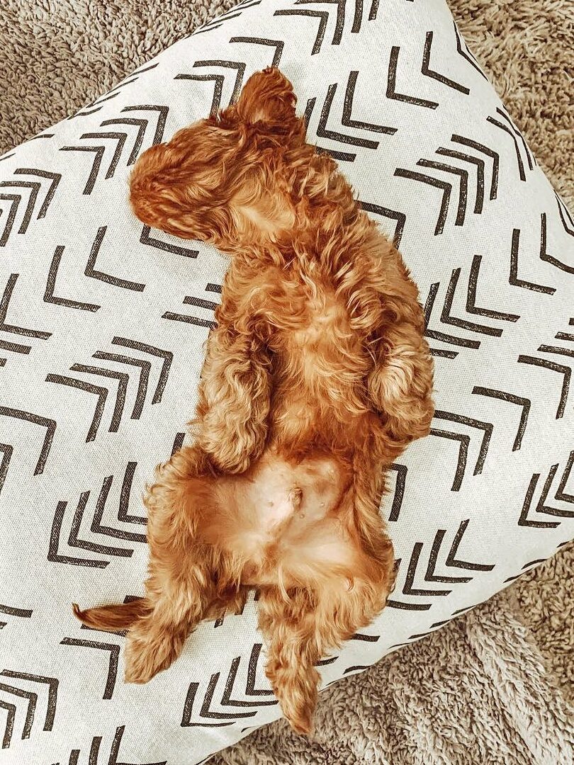 A small, brown, curly-haired dog sleeps on its back on a patterned cushion. The cushion rests on a textured carpet, and a chew toy lies nearby.