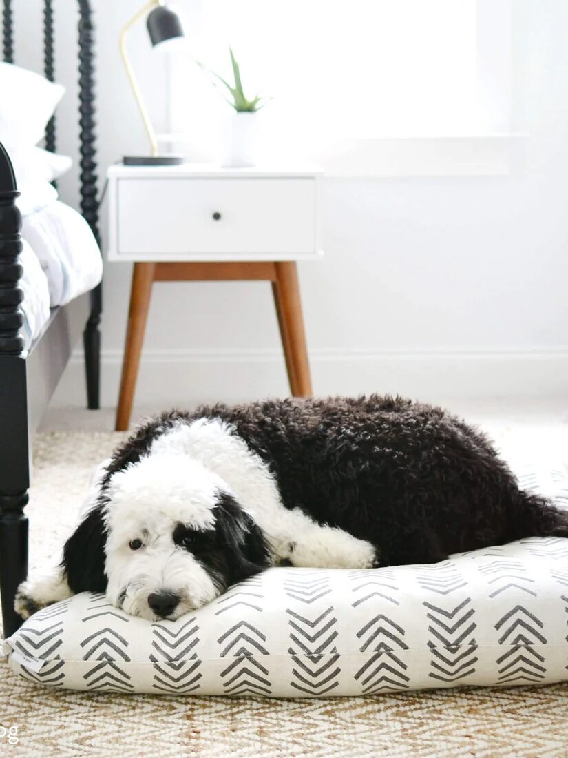 A black and white dog rests on a patterned dog bed beside a modern nightstand and black metal-frame bed in a brightly lit bedroom.