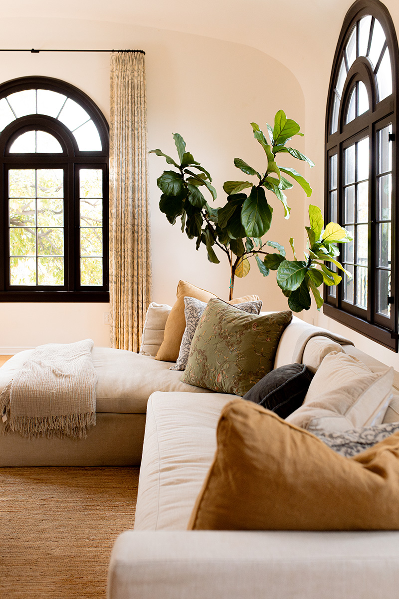 A cozy living room with curved beige sofas, a variety of cushions, a large potted plant, and arched windows with black frames and curtains.