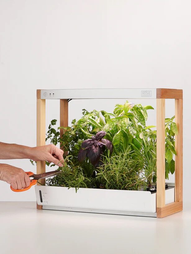 A hand cutting vegetables from an indoor hydroponic garden. 