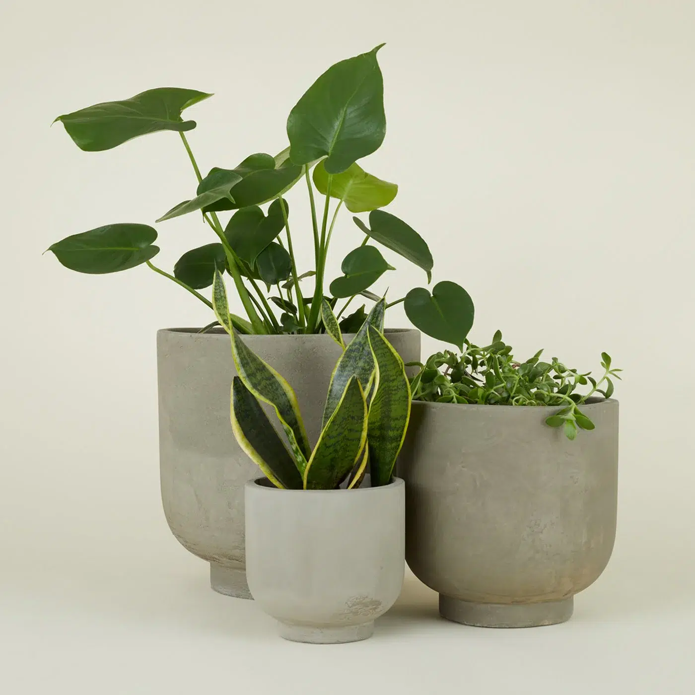 Four gray concrete pots with various green indoor plants on a light background.