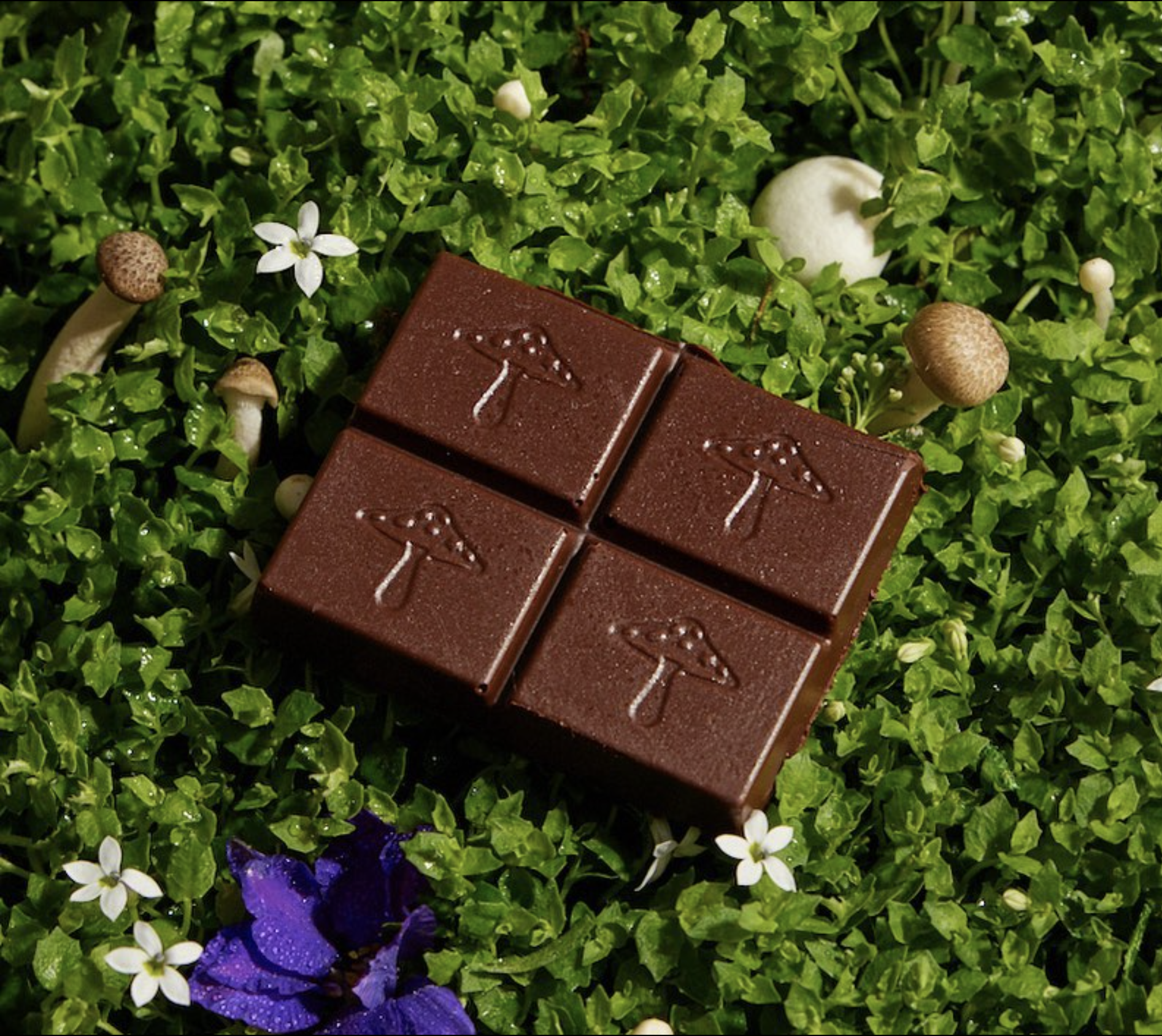 A chocolate bar with mushroom designs lies on green foliage, surrounded by small mushrooms and white flowers.