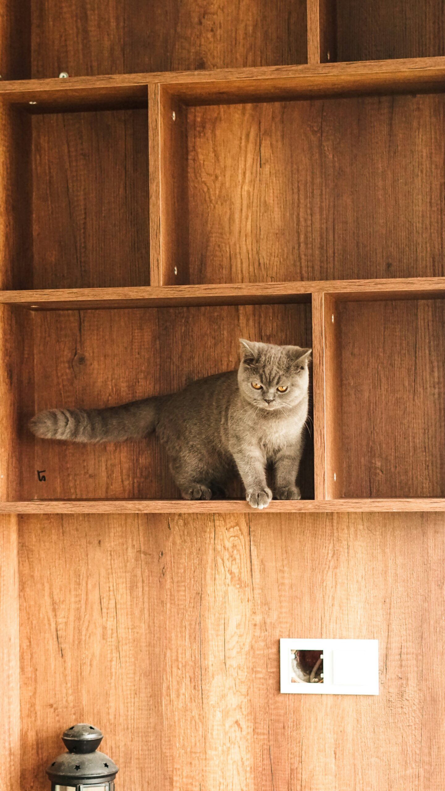 A gray cat stands in an empty wooden shelf, looking downward.